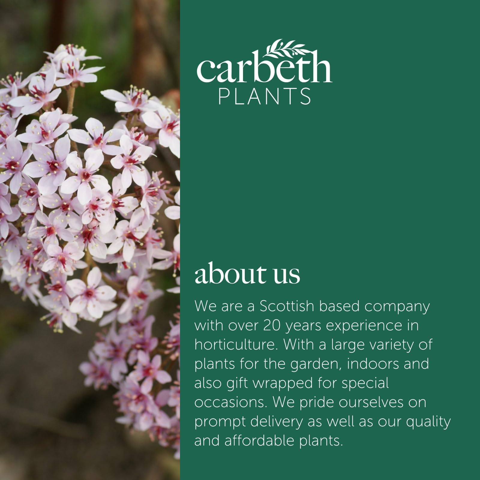 Carbeth Plants Darmera peltata Marginal Pond Plants for Small Ponds 2 x 9cm Pot, Umbrella Plant Live - Image 5