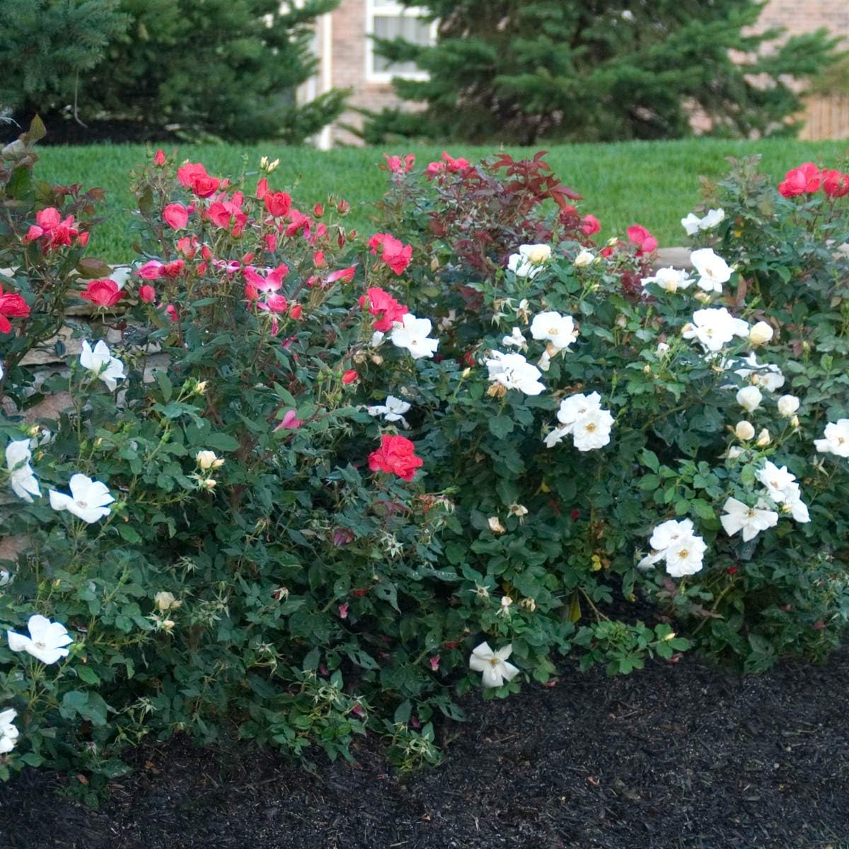 BRECK'S - White Knock Out Dormant Bare Root Shrub Rose, Includes one Plant per Order