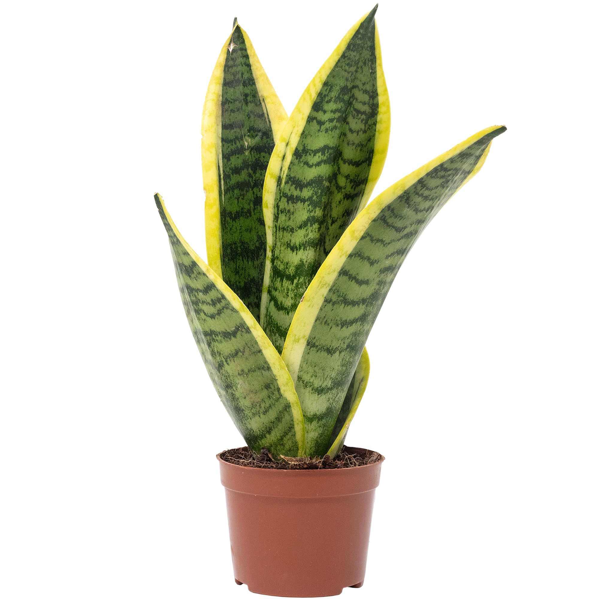 Bogenhanf - pflegeleichte Zimmerpflanze, Sansevieria trifasciata Superba - Höhe ca. 30 cm, Topf-Ø 9 cm