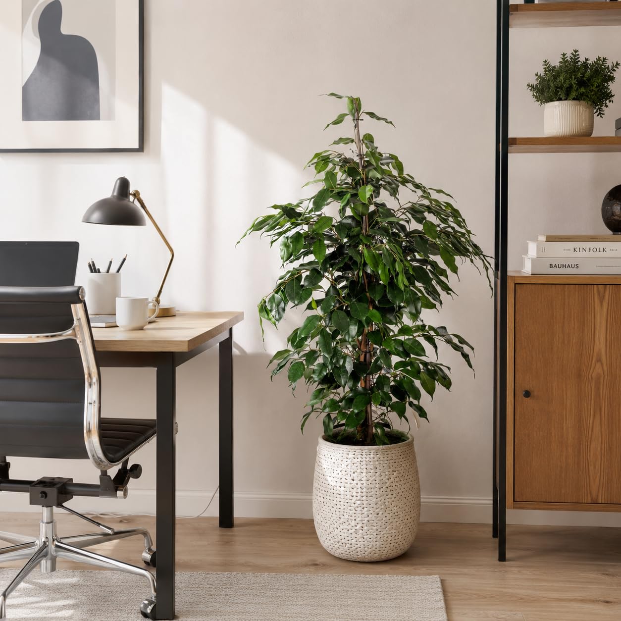Ficus benjamini - pianta d'appartamento facile da curare, Ficus benjamini - altezza ca. 100 cm, diametro vaso 21 cm