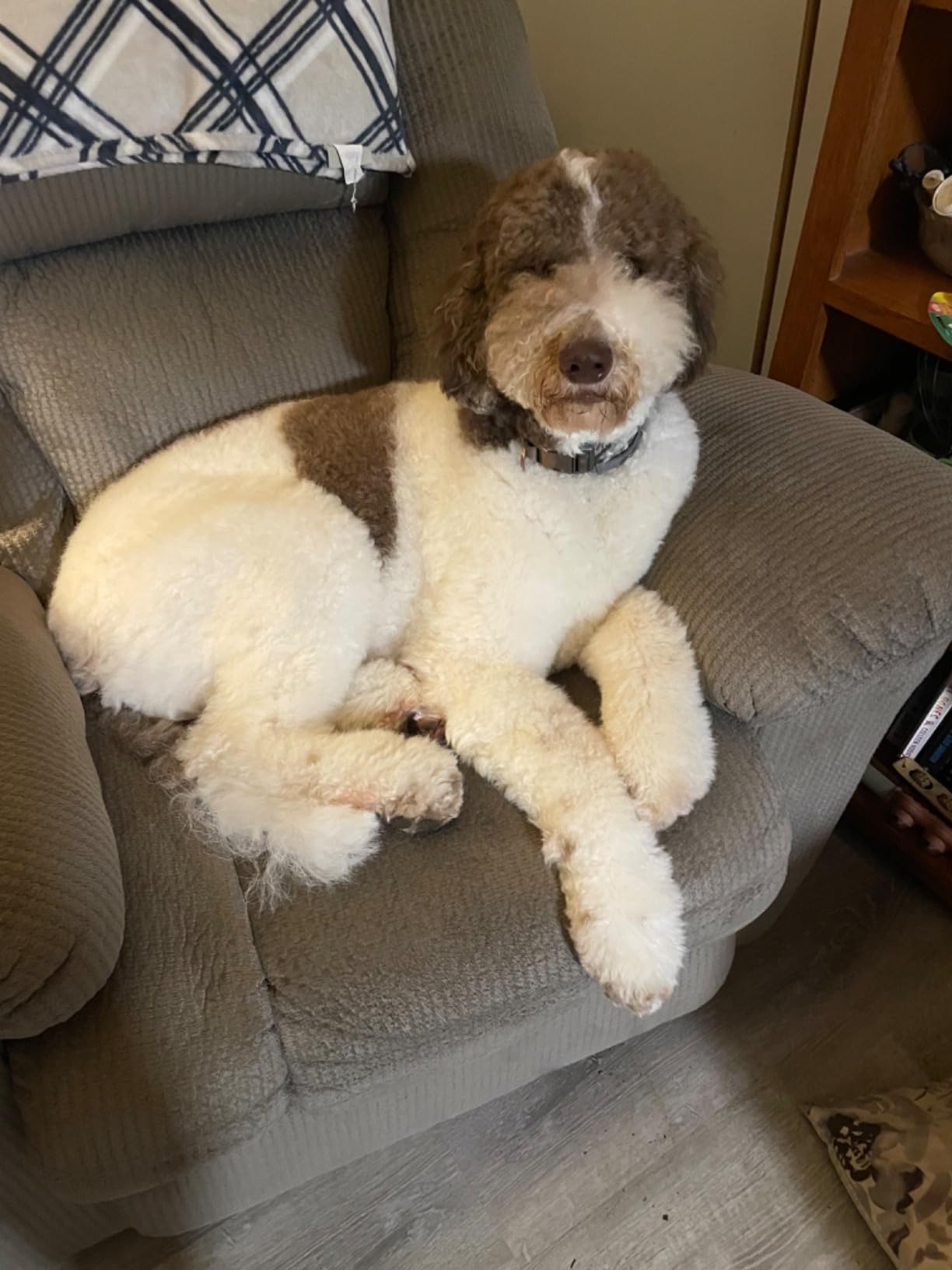 Doodle Detangler Spray