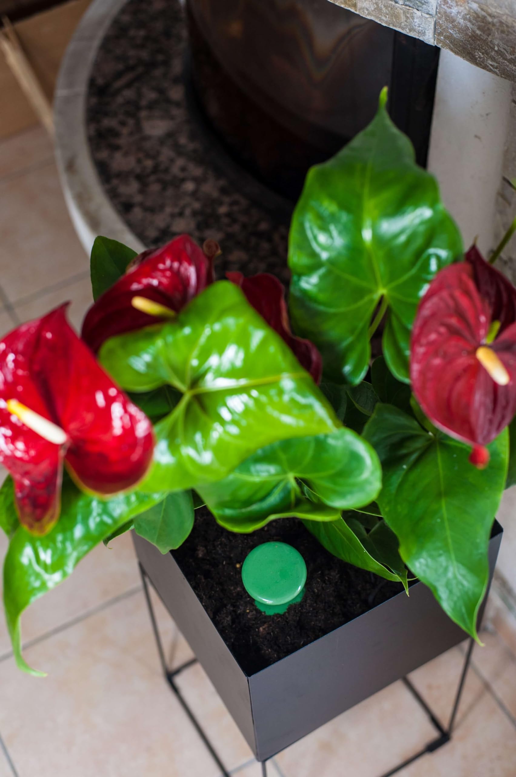 3 oyas à enterrer de 330 ML en Couleur avec Leur Couvercle - ollas pour arroser Tous Type de Plante d'intérieur et extérieur (Vert)