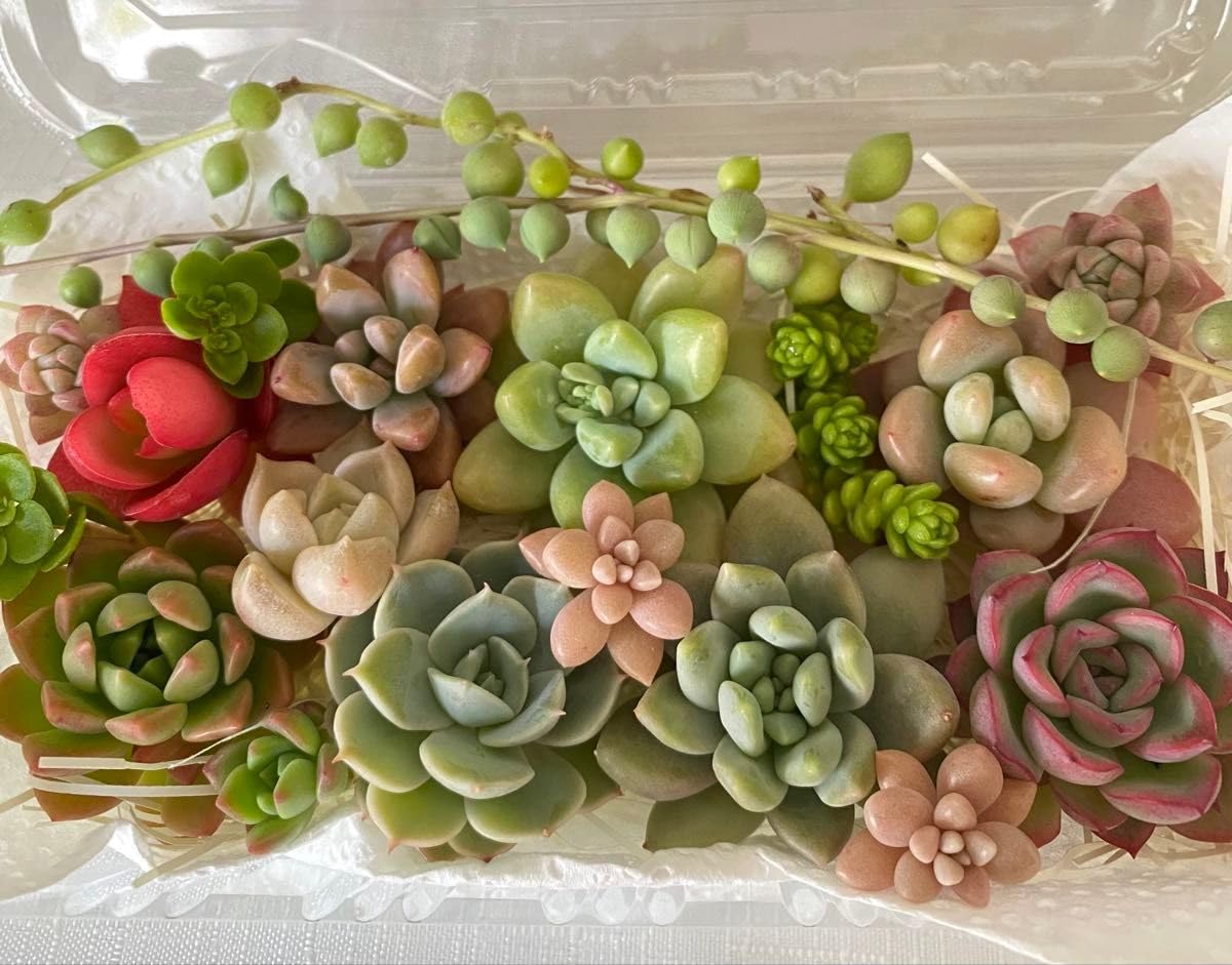 多肉植物エケベリア&セダム& クラッスラ　大きめカット詰め合わせ寄せ植えセット⑥ Amazon｜大きめ多肉 紅葉多肉 多肉寄せ植え カット苗 エケベリア