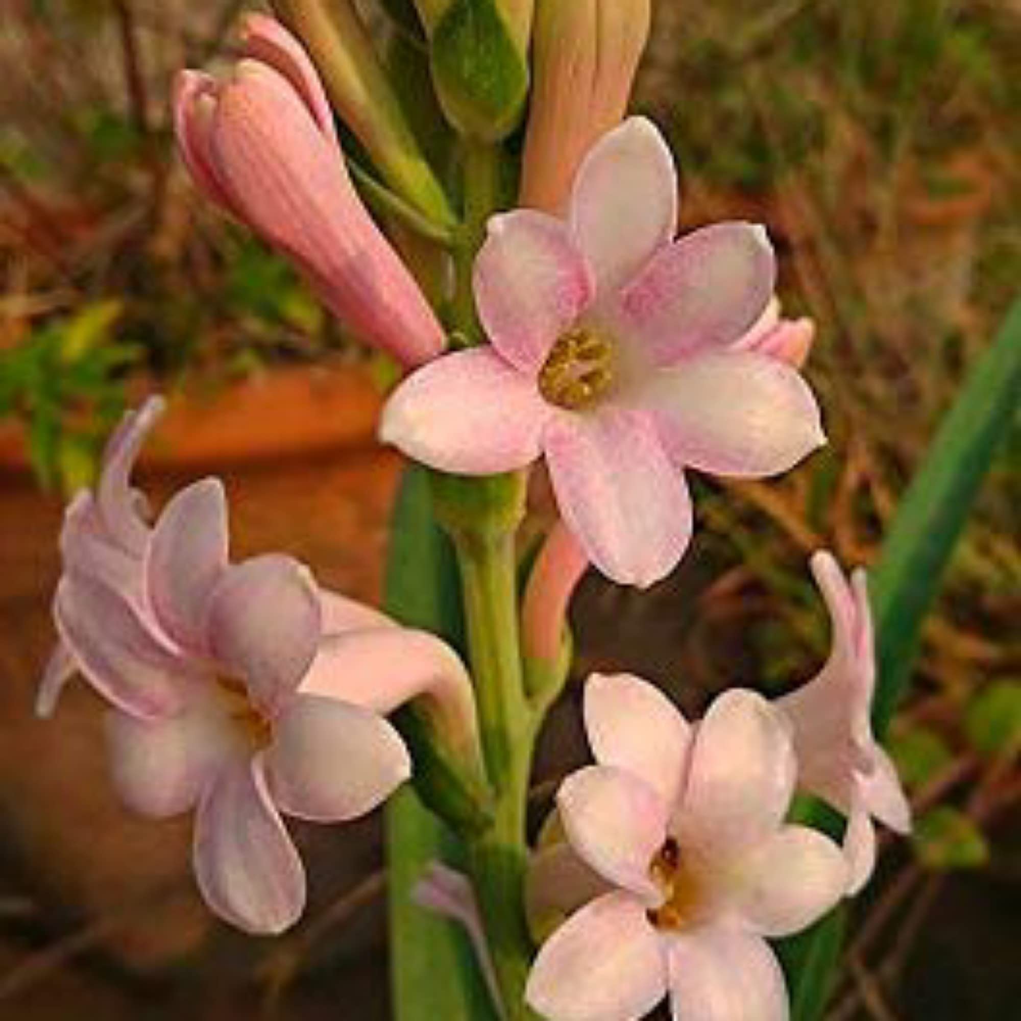 See full amazon price history chart for Guruji Plantation Tuberose/Rajnigandha Indoor Plant For Home and Garden with Pot (Pack of 2) (Pink & Yellow) Guruji Plantation Tuberose/Rajnigandha Indoor Plant For Home and Garden with Pot (Pack of 2) (Pink & Yellow) (B0BNW3L7WL) Amazon Price History, Amazon Price Tracker