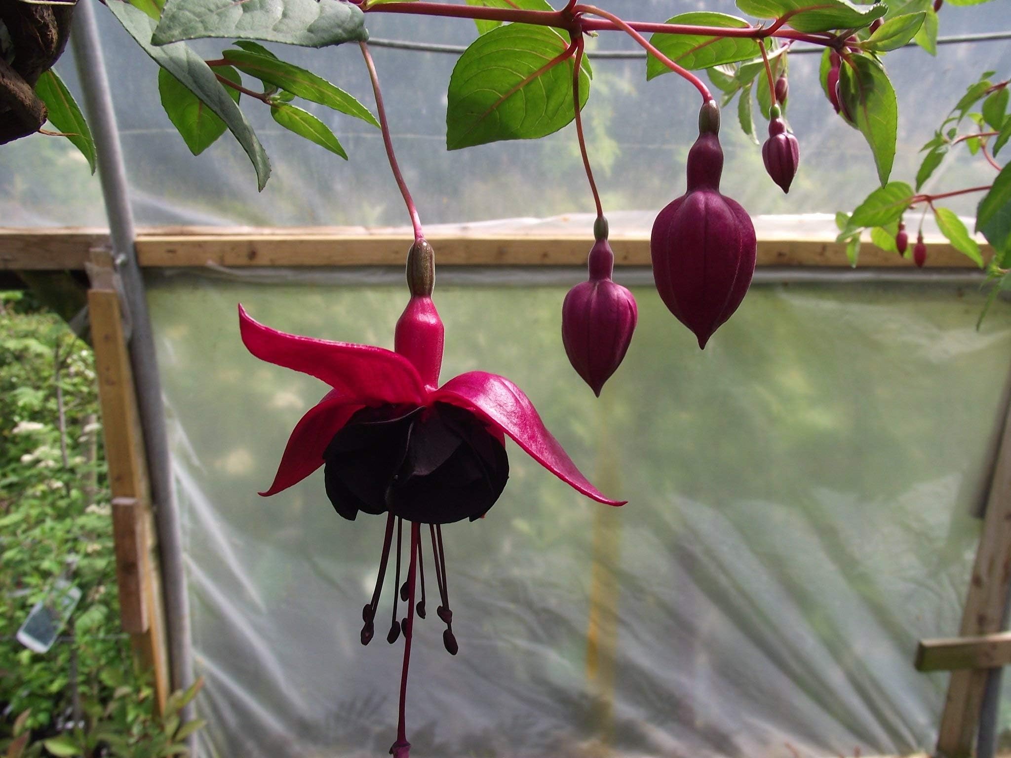 5 Giant Flowered Trailing Fuchsia Plug Plants (BLACKY)
