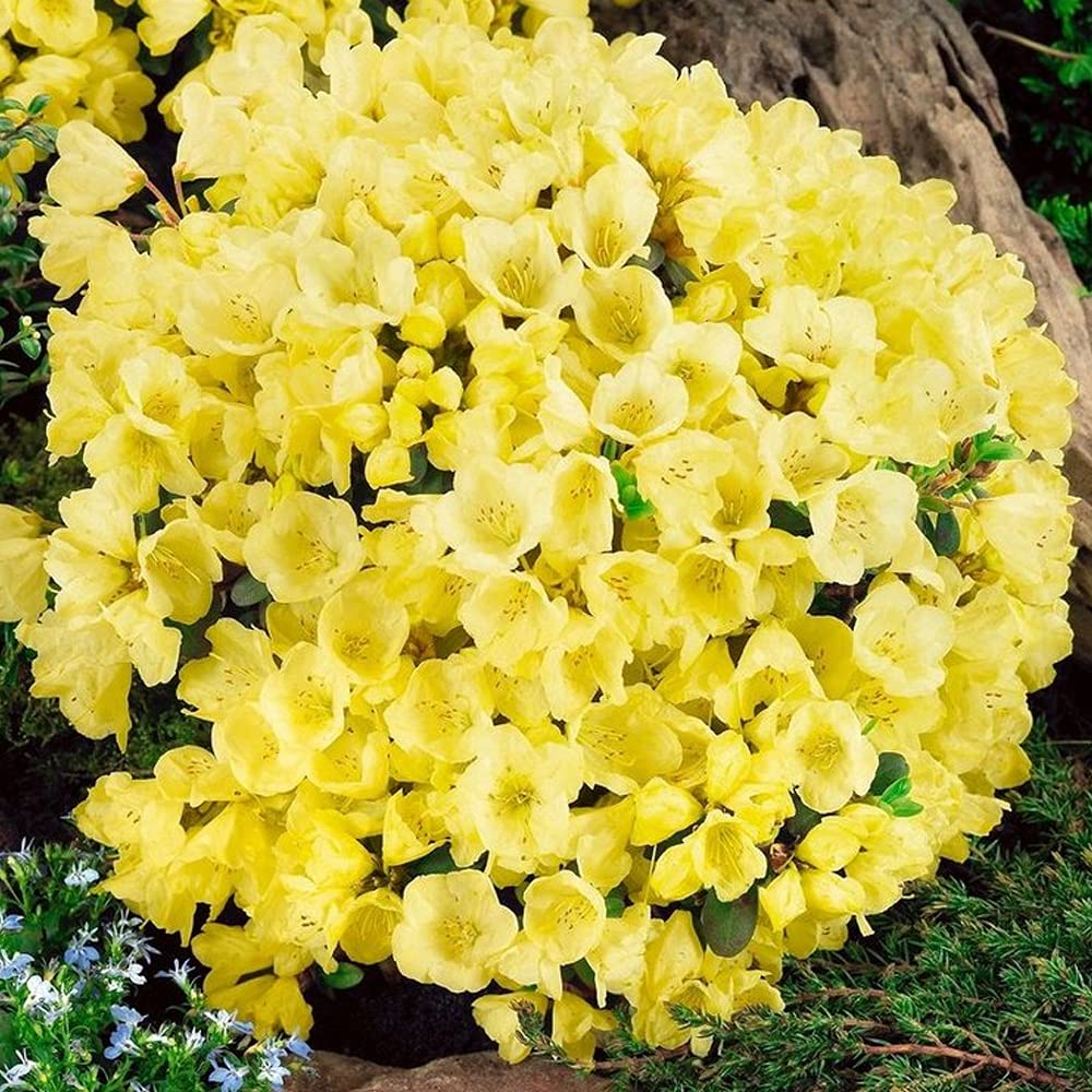 Rhododendron 'Wren' Evergreen Hardy Compact Garden Shrub Plant | 9cm Pot :  Amazon.co.uk: Garden
