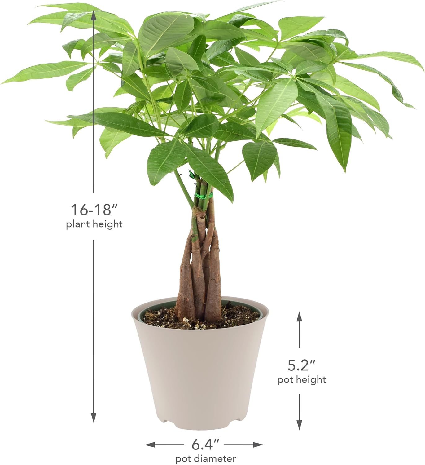 LV64 Live Braided Money Tree Pachira Aquatica Indoor Houseplant in Arcadia Garden Product's Branded Plastic Pot, Tropical Plant Collector Gift for Home and Garden Decor, 6-inch, Tan