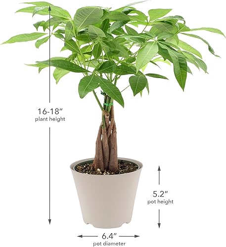 Miniatura 7 de Arcadia Garden Products Money Tree - Planta viva de interior en maceta de plástico de 6 pulgadas, color negro. No se puede enviar a Hawái
