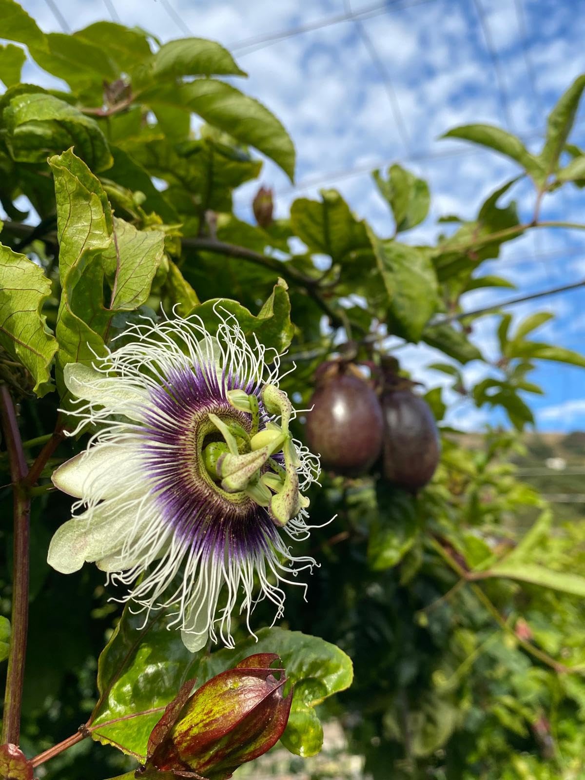 Vitalem – Boîte de maracuja 1,5 kg | Fruit de la passion | Fruit frais tropical de saison | 100% naturel et durable | Culture locale (Málaga) | Passion fruit idéal pour smoothies, milk-shakes et yaou