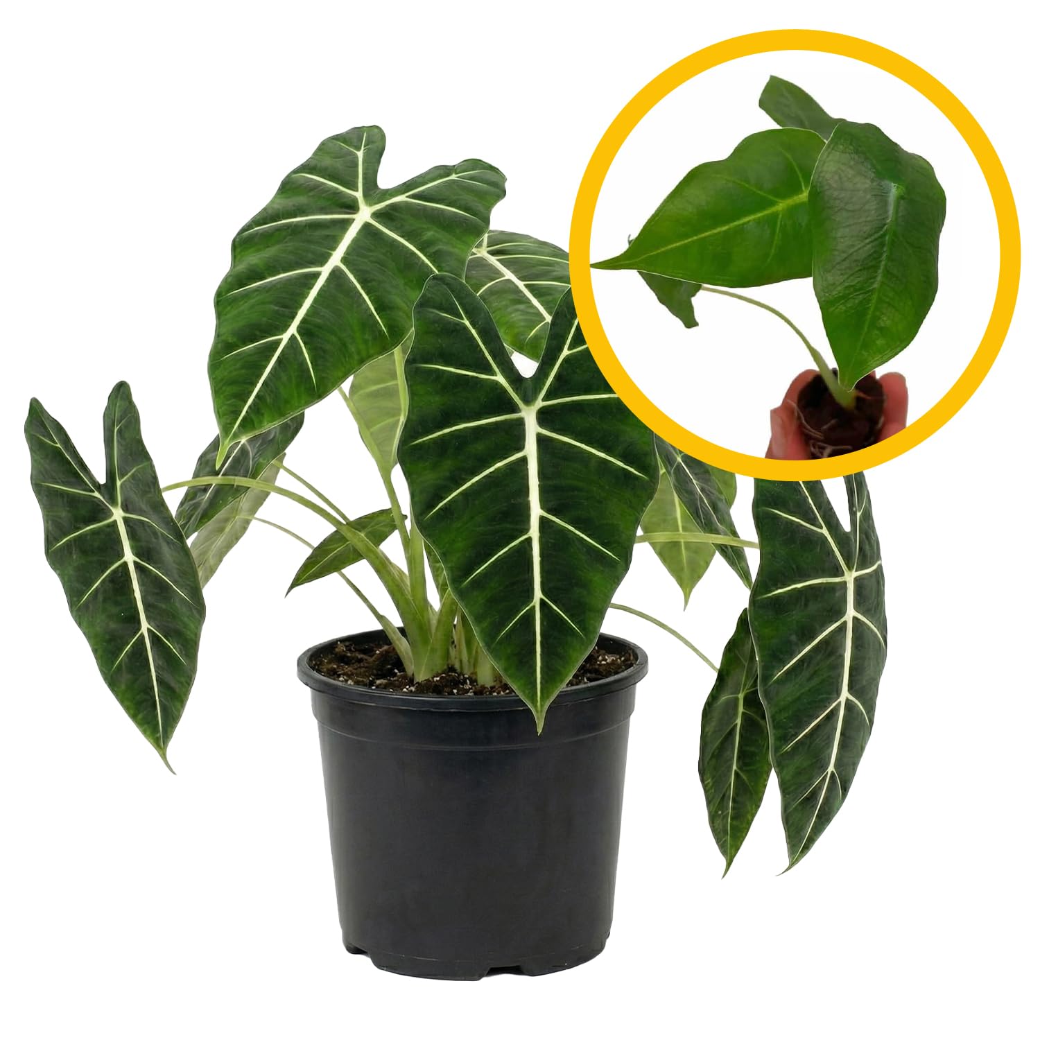 ragnaroc Alocasia Frydek Velvet Elvis