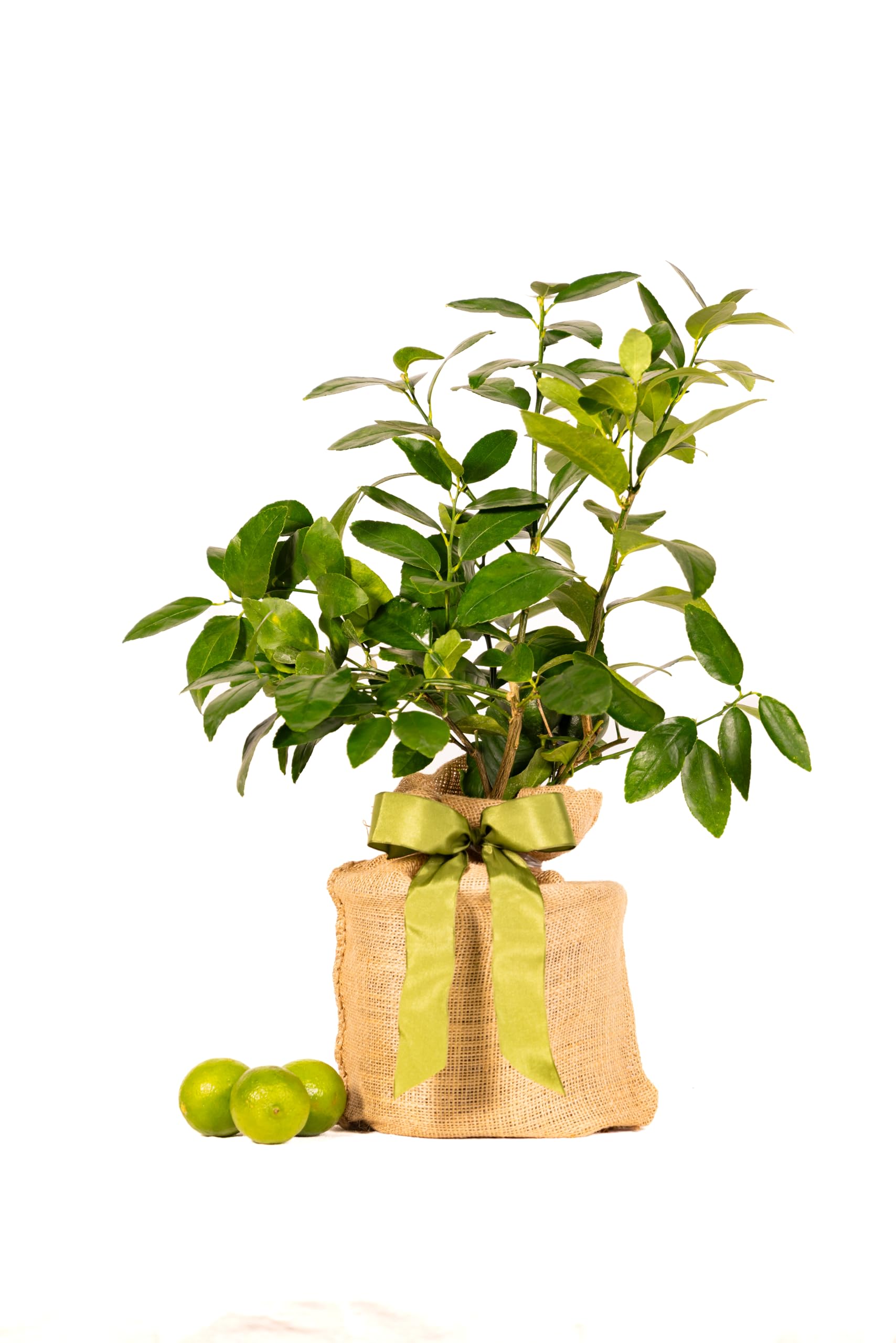 Amazon.com: Sympathy Persian Lime Gift Tree, Easy to Grow, Indoor