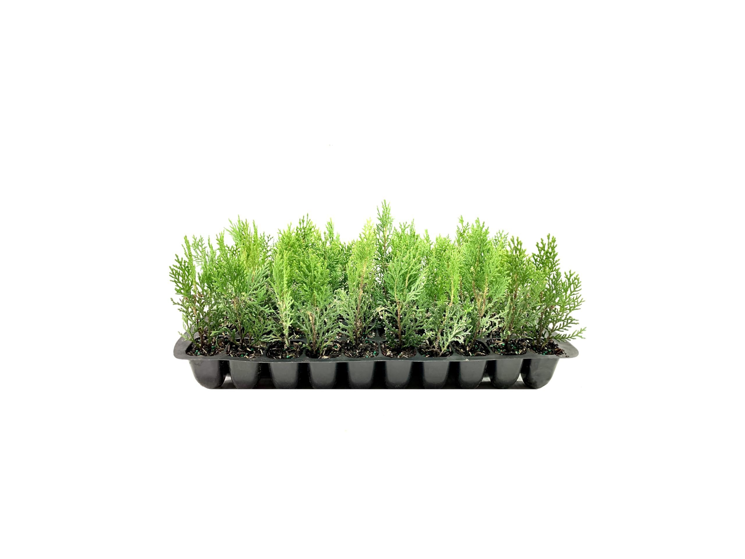 Thuja Arborvitae Blue Cone