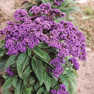 Heliotrope ‘Dwarf Marine’ (Heliotropium) 1 Packet of Seeds (150 Seeds) by Thompson and Morgan