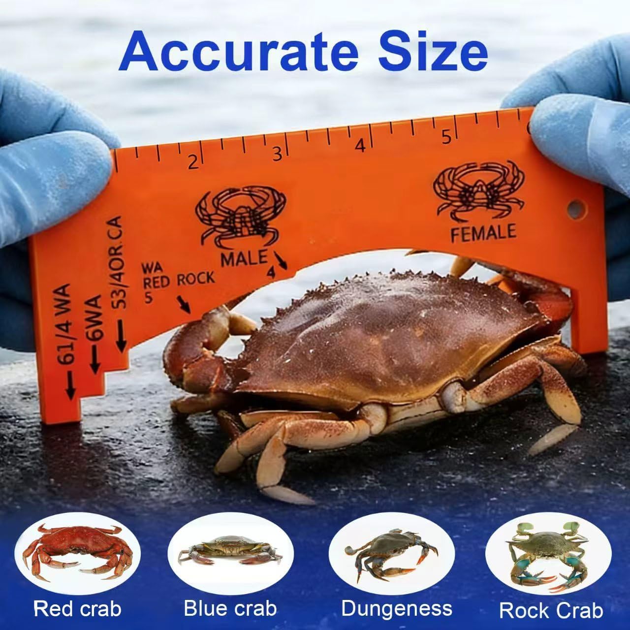 Crab Measuring Tool, Waterproof Crab Gauge for Fishing & Crabbing