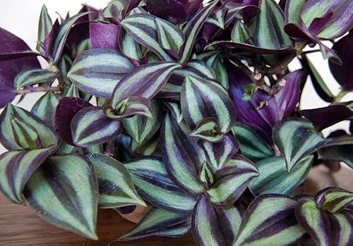 Miniatura 1 de Purple Wandering Jew - Planta de interior fácil de cultivar - Planta en pulgadas - Maceta de 4 pulgadas