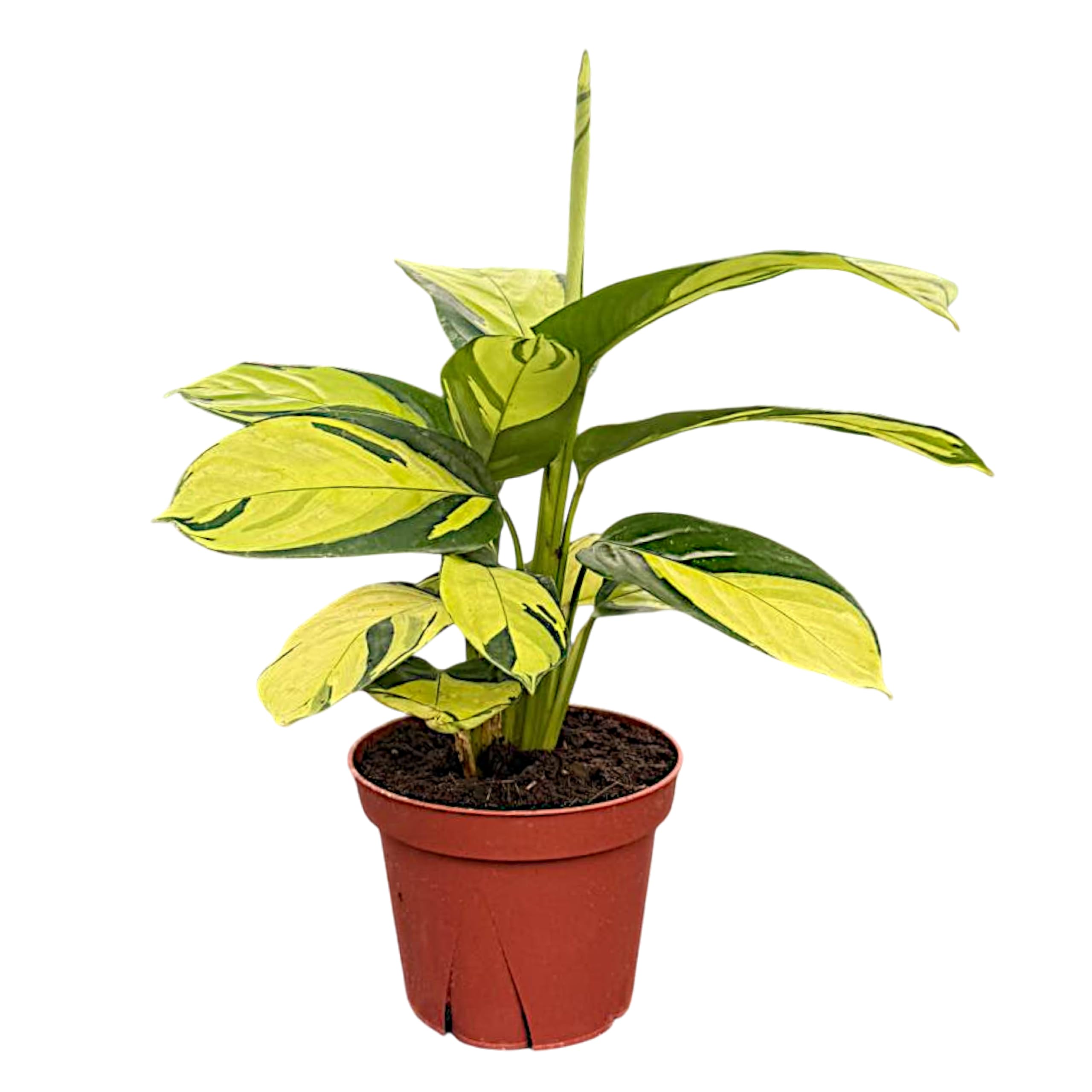 Amazon.com : Calathea Pilosa Live Plant in 4