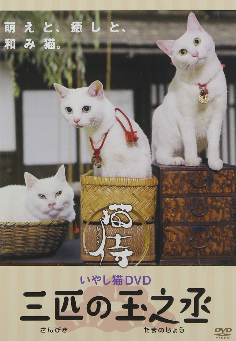 安い いやし猫dvd 猫侍 三匹の玉之丞 Dvd Riosmauricio Com