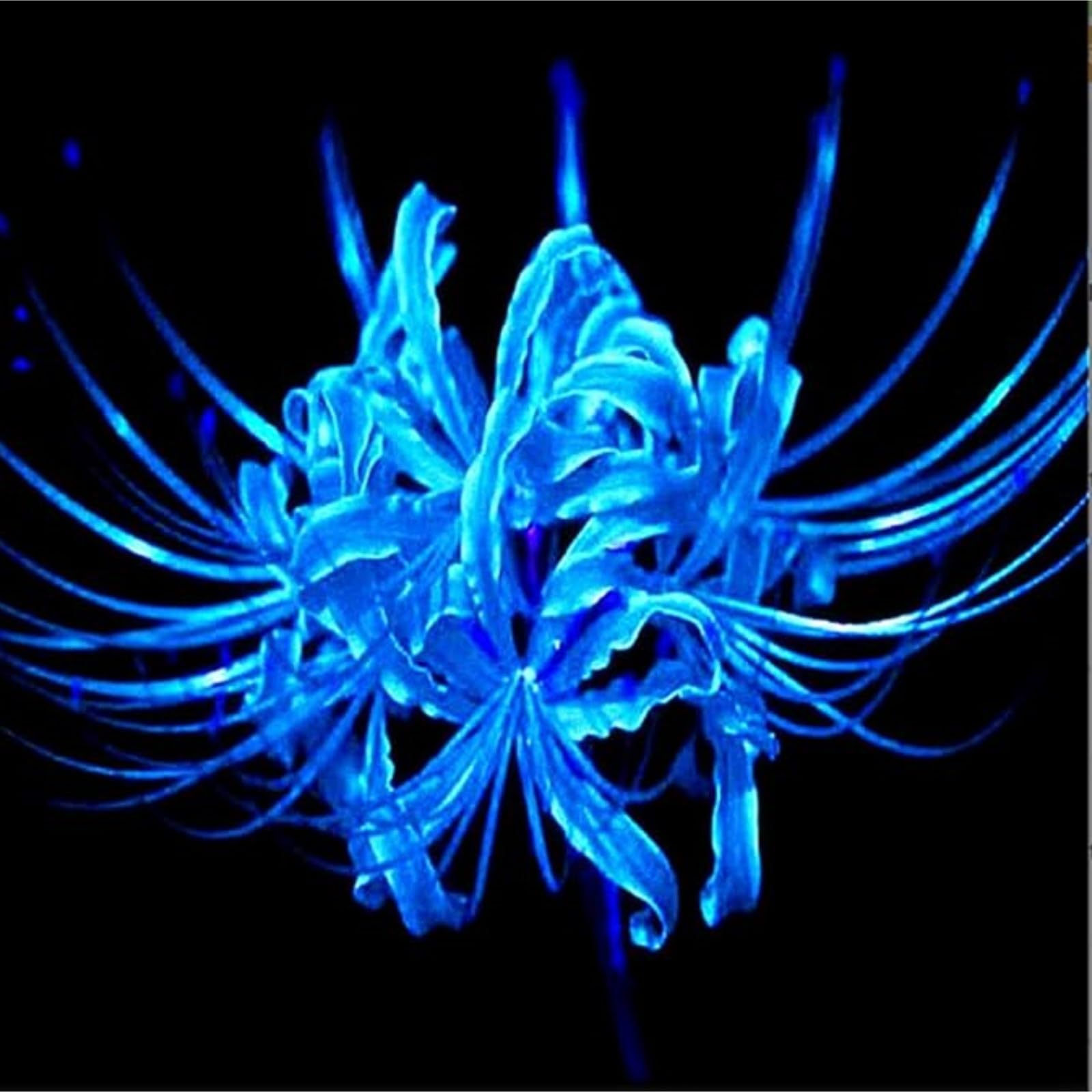 Iridescent,Perennial,Hardy,Gorgeous Spider Lily Bulbs Mix UK,Good for Containers,Flowering Rhizome,Excellent Display,Balcony Garden Bulbs.-8bulbs-G