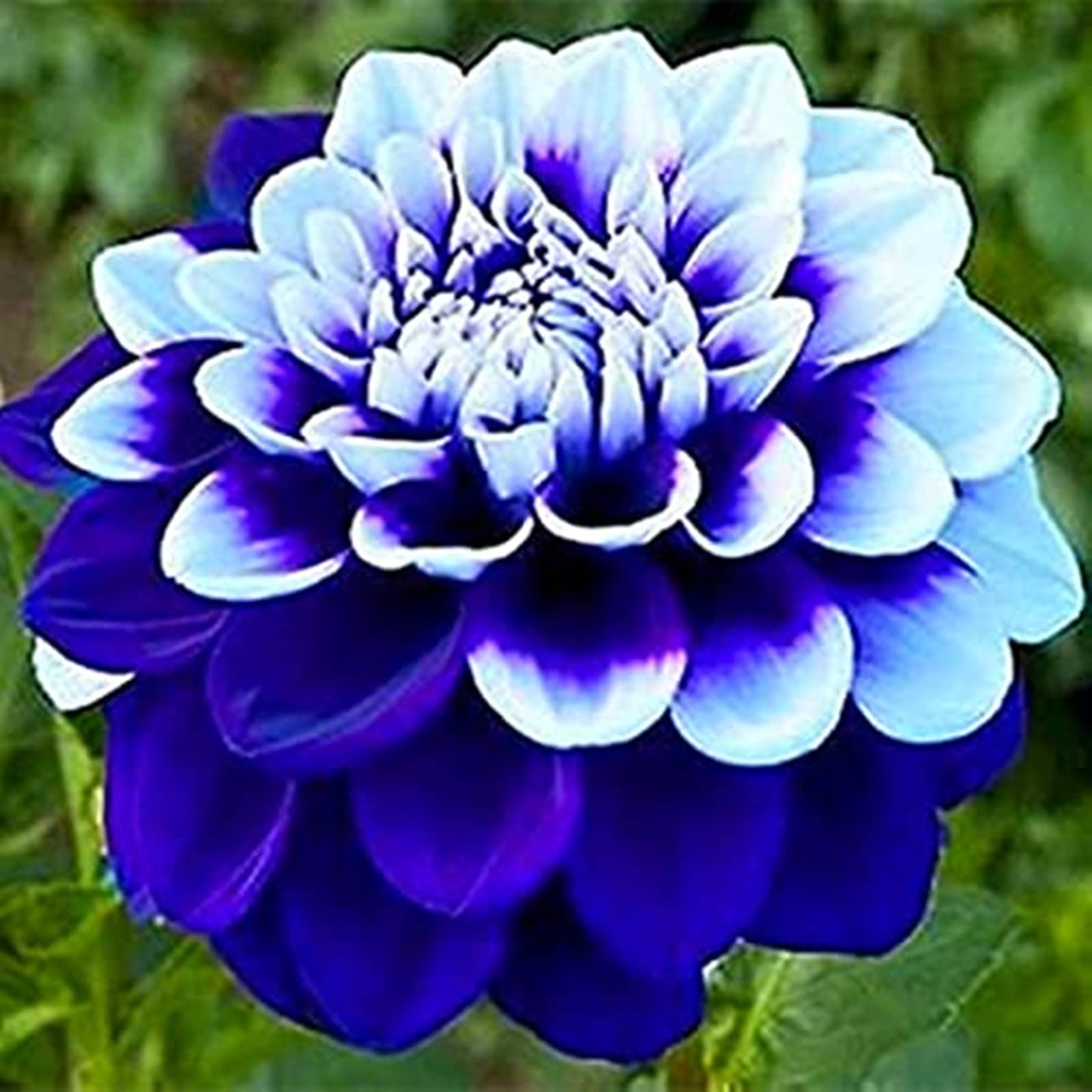Dahlia Bulbs Mix for Planting Now UK,Hardy Perennial,Strong Plants That Grow Well,Dahlia tubers Bulk,Wedding Flowers,Beauty of Garden,Gift Ready-8bulbs-H