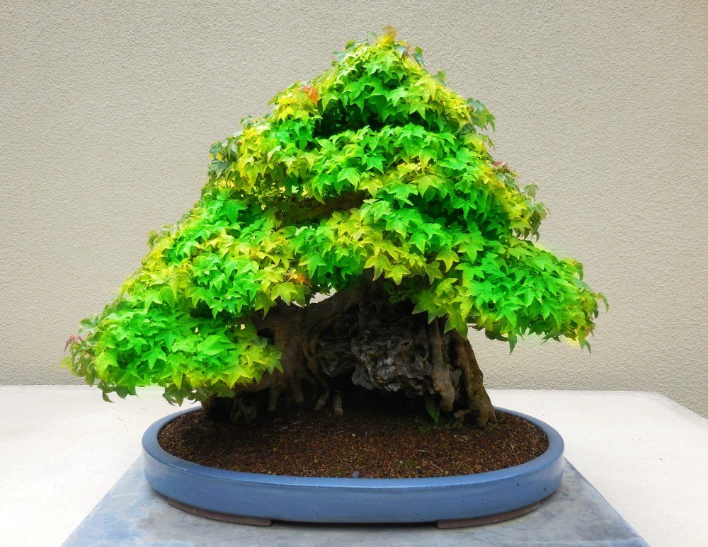 20 PC / bag Feuer Ahorn, Ahornbltter, Bonsai-Baum-Samen, Natrliches  Wachstum der japanischen Ahornsamen fr zu Hause Garten Bepflanzung :  Amazon.de