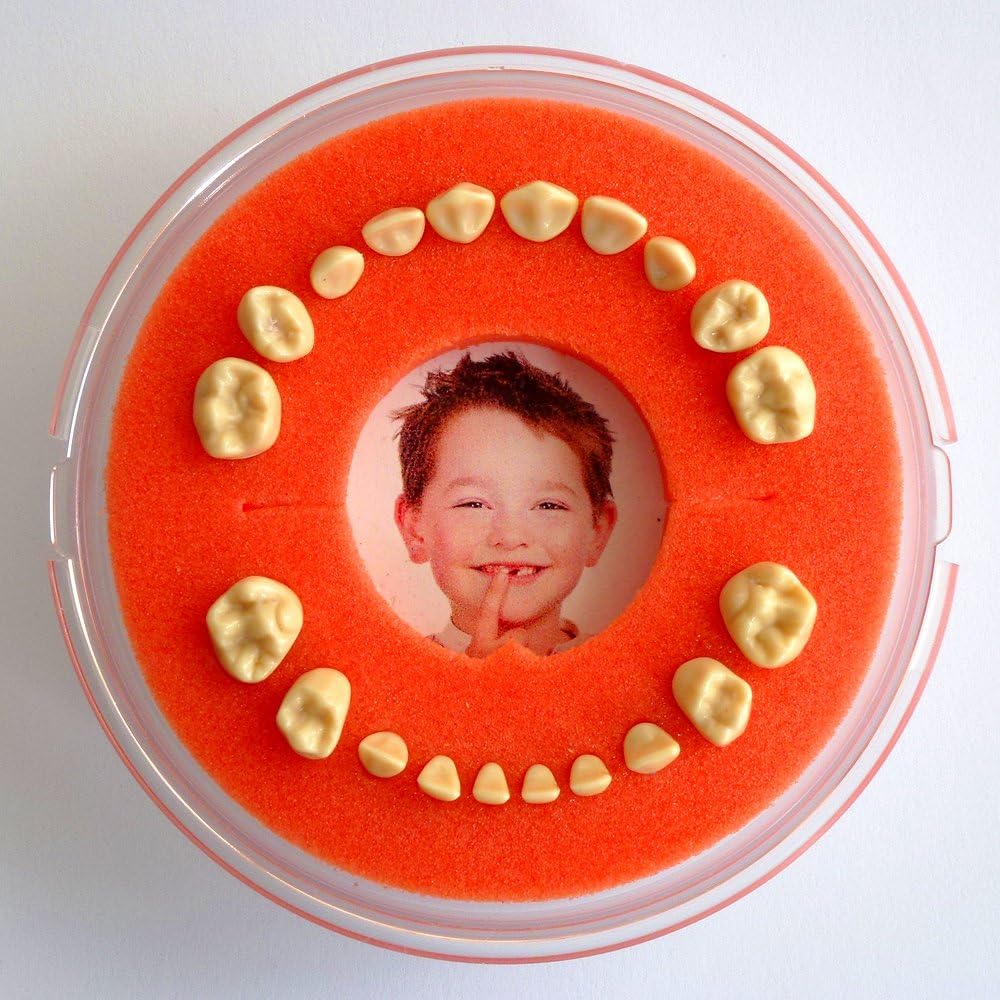 First Teeth Box (Orange, Boy, Girl) - Firsty Round - Free Fridge Magnet Sticker, Ships Every Tuesday and Friday