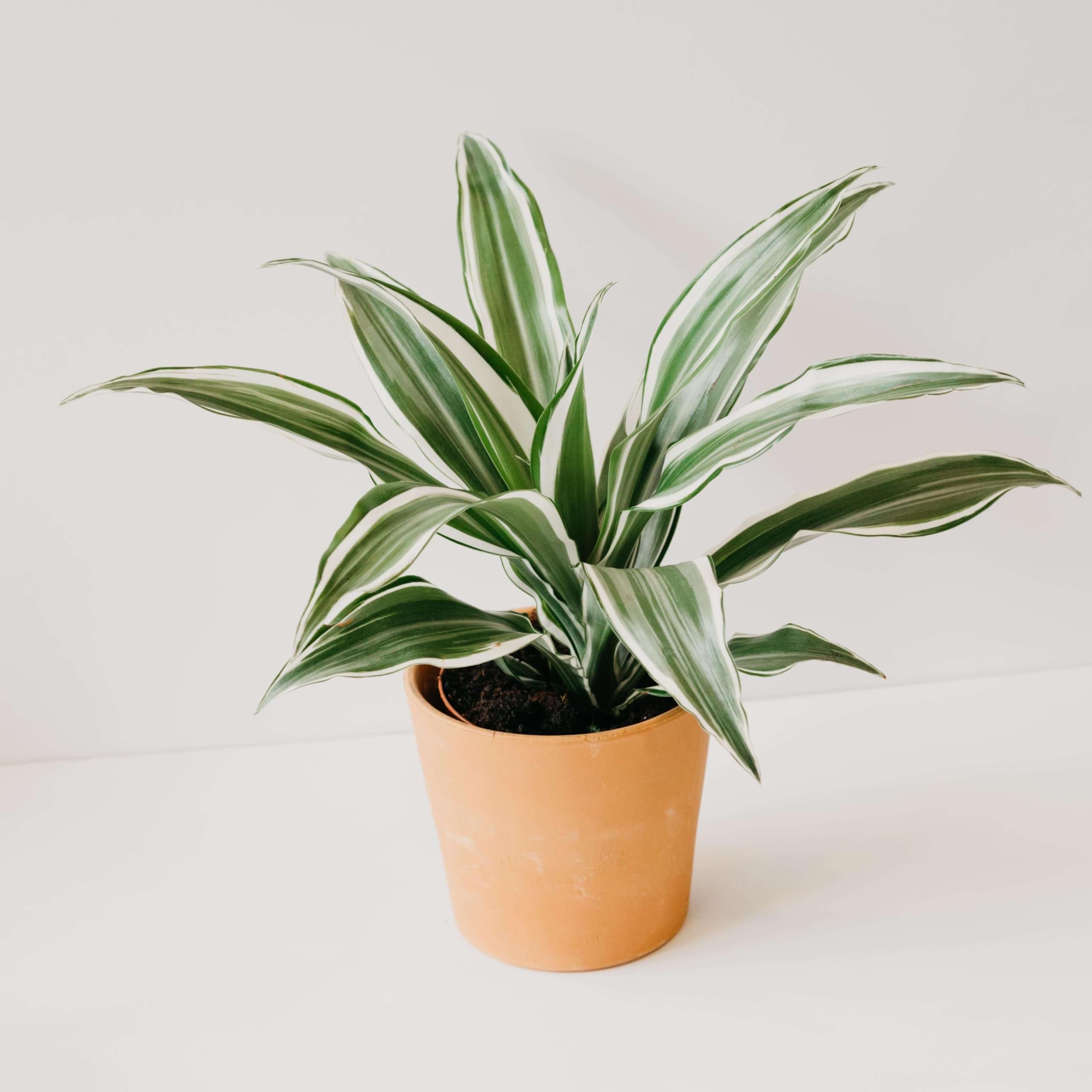 Amazon.com : Dracaena Warneckii White Jewel Live Plant for Indoor |  Different Houseplants in 4'' & 6'' Pot | Real House Plant for Living Room,  Office, Desk & Bathroom | Dragon Tree :