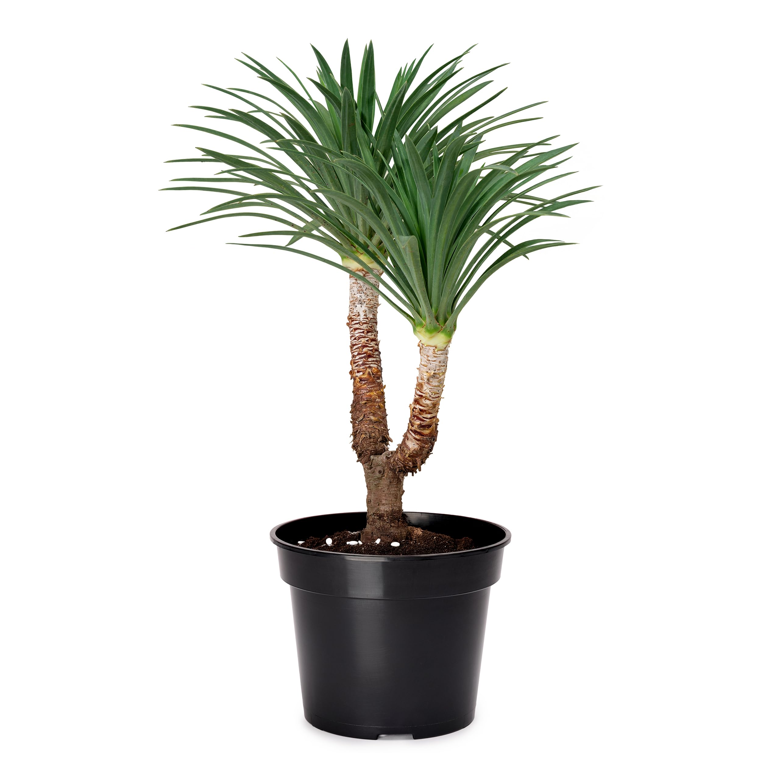Garronda Macetas de Producción Macetas Redondas para Plántulas de Flores y Plantas GD-0025 (10 Piezas Negro, ⌀ 17 cm H 13 cm) — view 14