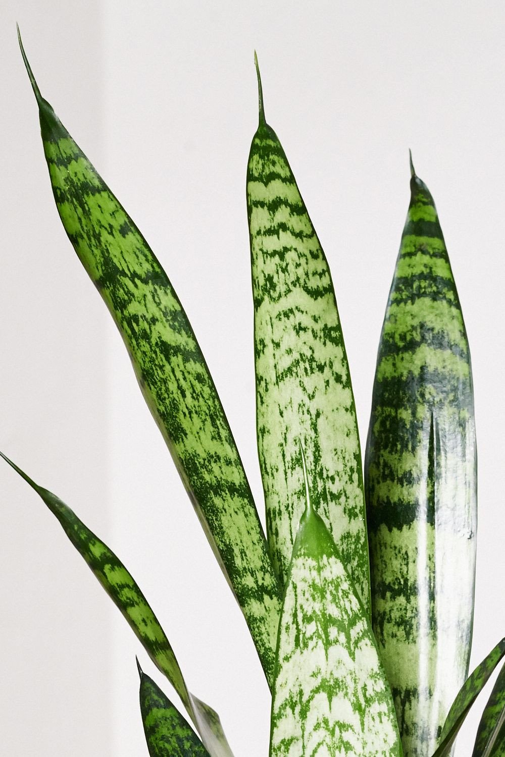 EVRGREEN | Zimmerpflanze Bogenhanf in Hydrokultur mit schwarzem Topf als  Set | Schwiegermutterzunge | Sansevieria trifasciata Zeylanica : Amazon.de:  Garten