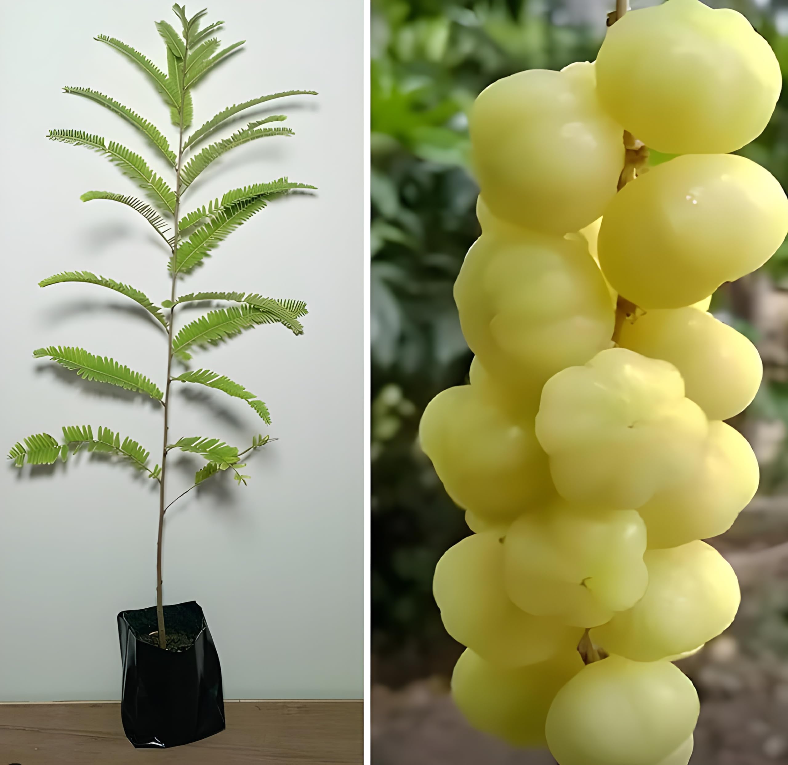 Charming Gronhus Live Amla Tree Goose-Berry Amalaki Plant Outdoor Garden Original Vareity With Black Plastic Pot (B0CQHB9Y4L) Amazon Price History, Amazon Price Tracker