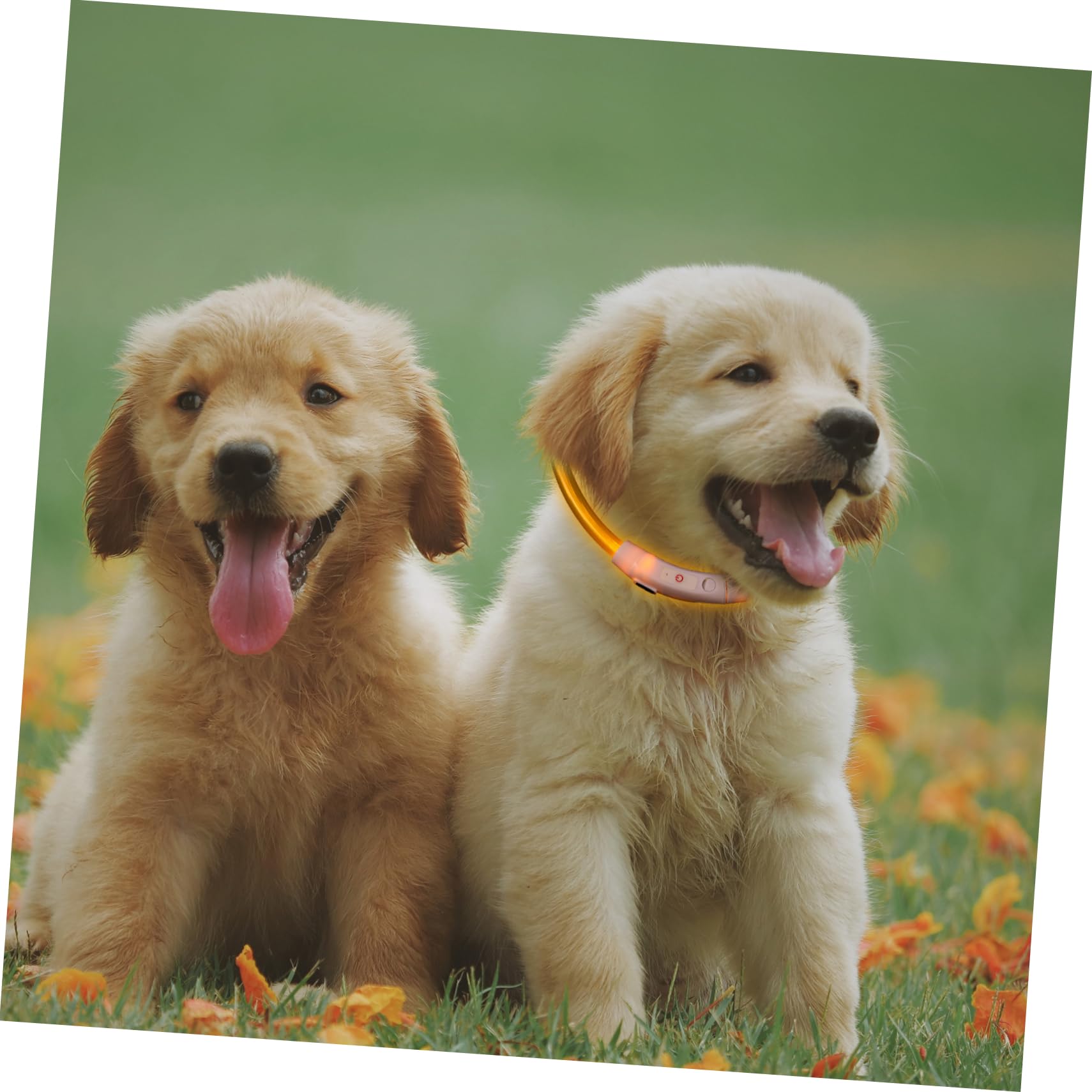 Housoutil Pcs Led Pet Collar Glowing Puppy Collar for Dogs Led Plastic Fashionable Stylish Lightweight Comfortable USB Rechargeable for Small Dogs Cats