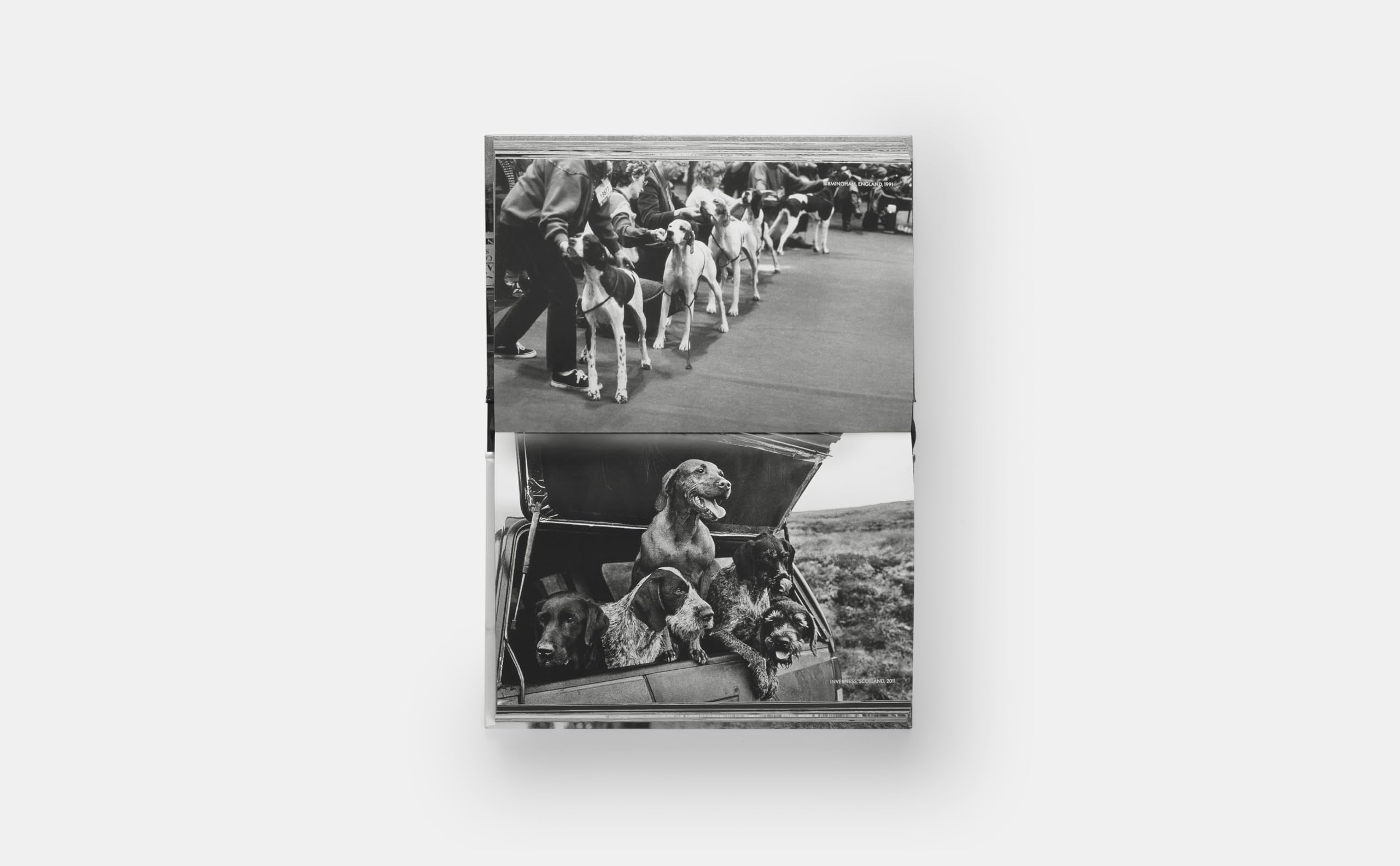 Dogdogs (PHOTOGRAPHY)