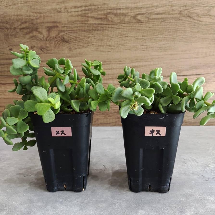 ケラリアピグマエア オス&メス セット 【公式通販】