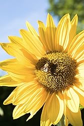 Canon EOS D Mark IV Full Frame Digital SLR Camera Body At Rs 3000 - View #9