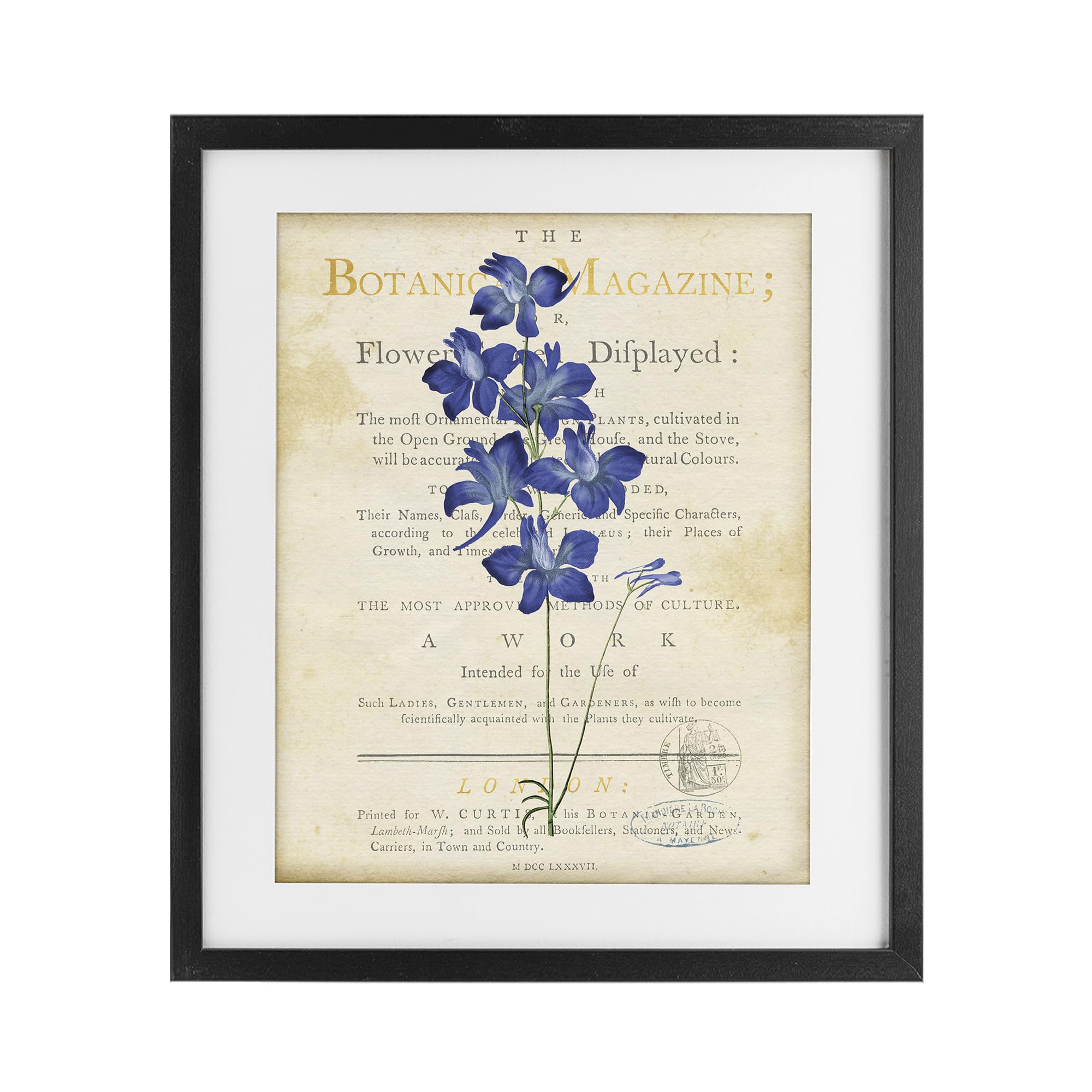 Stupell Industries 'Natural Botanic Garden Flower', Framed Print Under Glass, Black, 17 x 21 Inches, Easy to Hang and Sturdy, Made in USA, by Susan Arnot