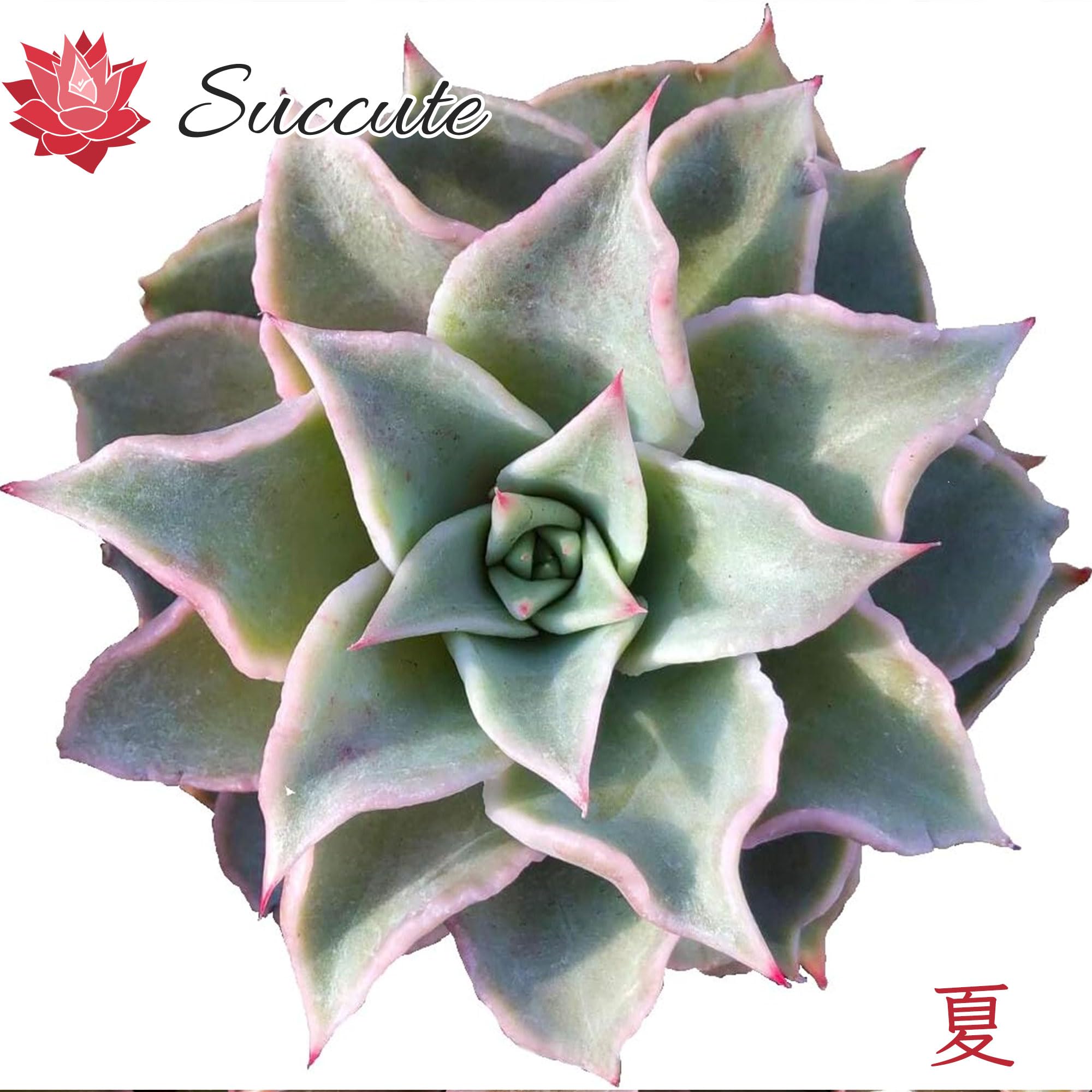 Amazon.co.jp: Succute: フリル系
