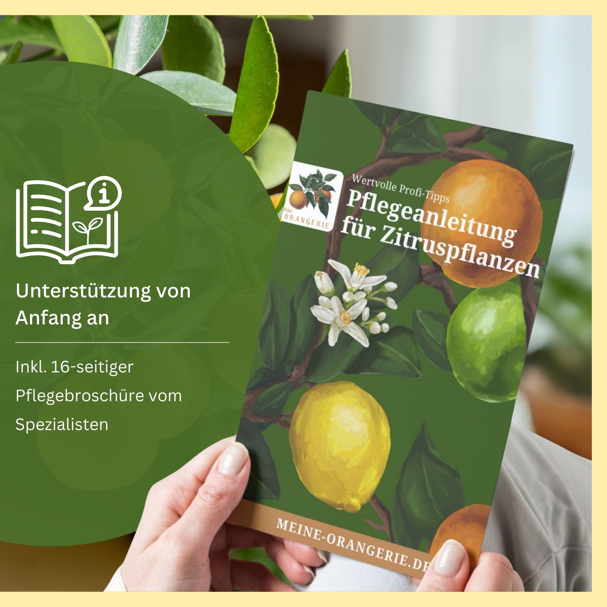 Meine Orangerie Meyer-Zitrone - echte Zitruspflanze - veredelter Zitronenbaum - Citrus limon 'meyeri' - Meyer Lemon - Fruchtreife Zitronen Pflanze in Gärtnerqualität (Mezzo [M])