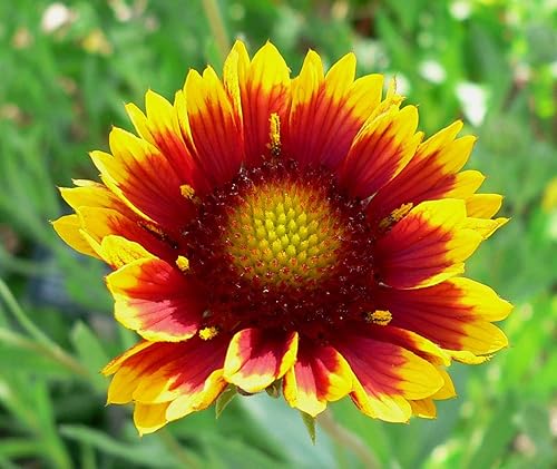 1000 semillas de flores de manta india para plantar 0.07 oz de semillas Gaillardia Pulchella USA abeja polinizadora cosechada mariposa 1000 semillas de flores de manta india para plantar 0.07 oz de semillas Gaillardia Pulchella USA abeja polinizadora cosechada mariposa