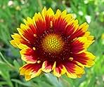 1000 Indian Blanket Flower Seeds for Planting 2 Grams of Seeds Gaillardia Pulchella USA Harvested pollinator bee Butterfly