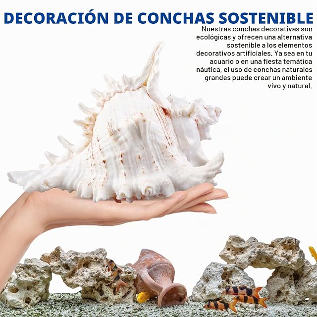 Foto 5 de 7 de PORFOYO Conchas Marinas Gigantes