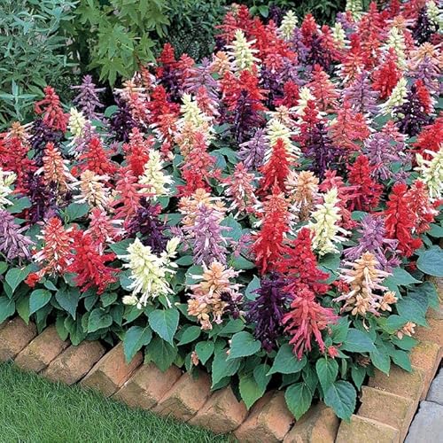 Park Seed Vista Mix Salvia Seeds - Pack of 250 Seeds, Vibrant Red, Purple,...