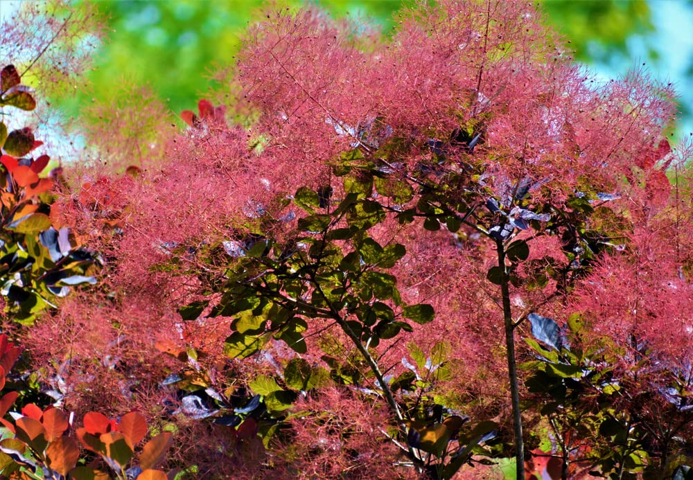 Amazon.com : Smoke Tree Seeds for Planting - 40 Seeds to Grow of Cotinus  coggygria