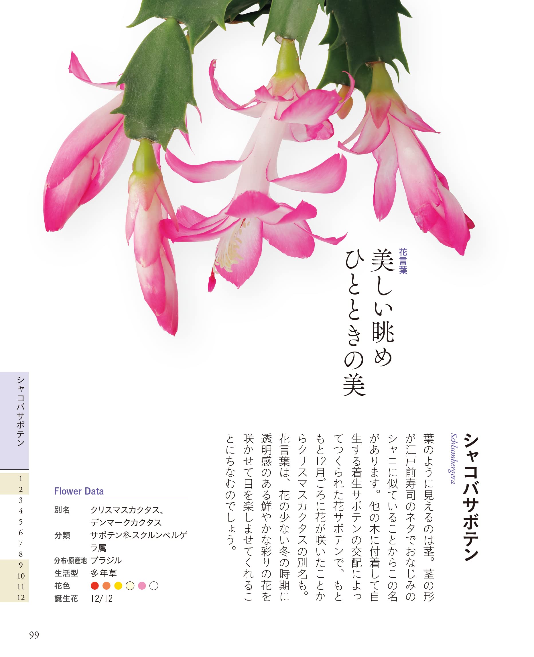 ちいさな花言葉 花図鑑 佐々木 知幸 本 通販 Amazon