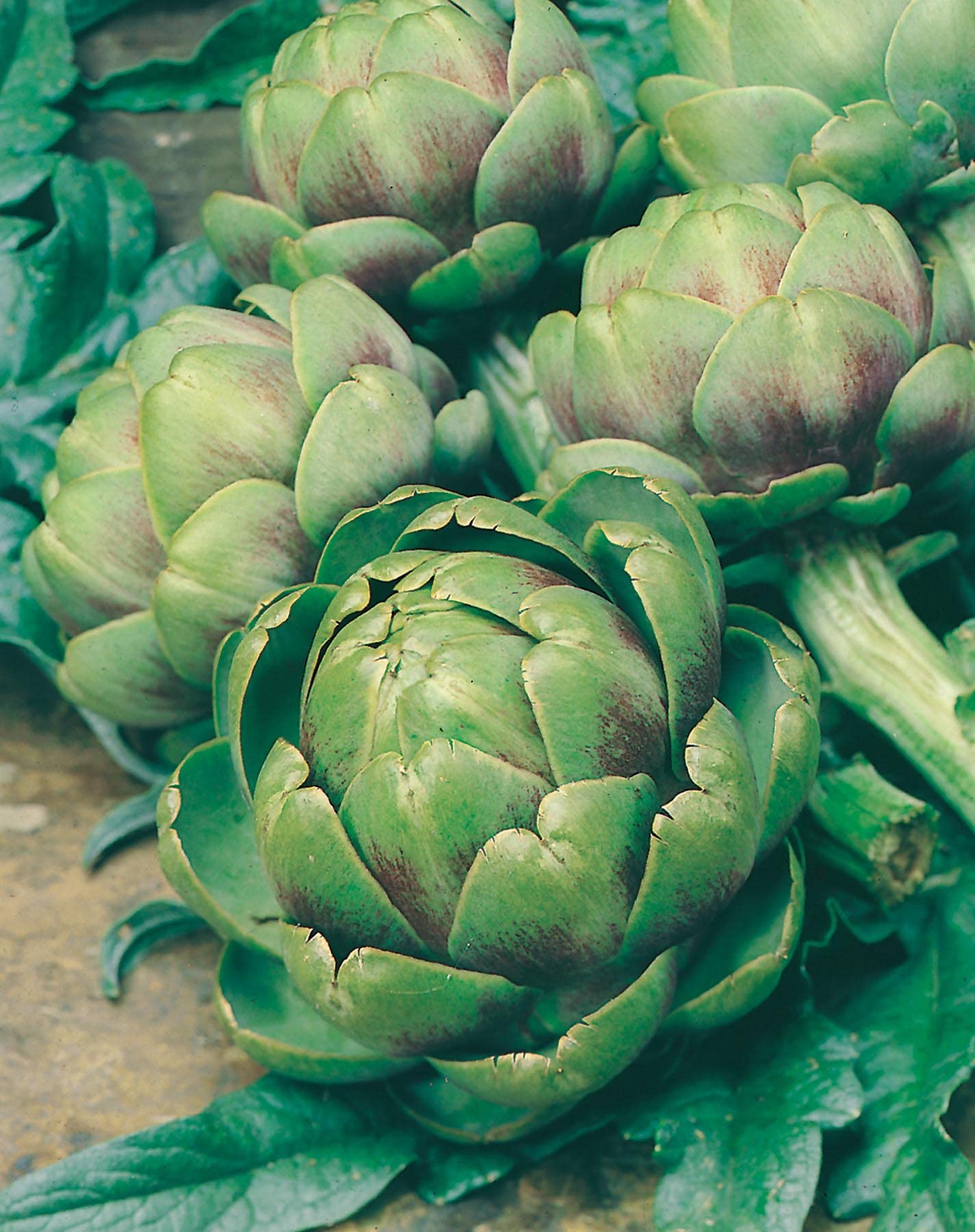 Amazon | 【種子】Mr.Fothergill's Seeds Artichoke Green Globe