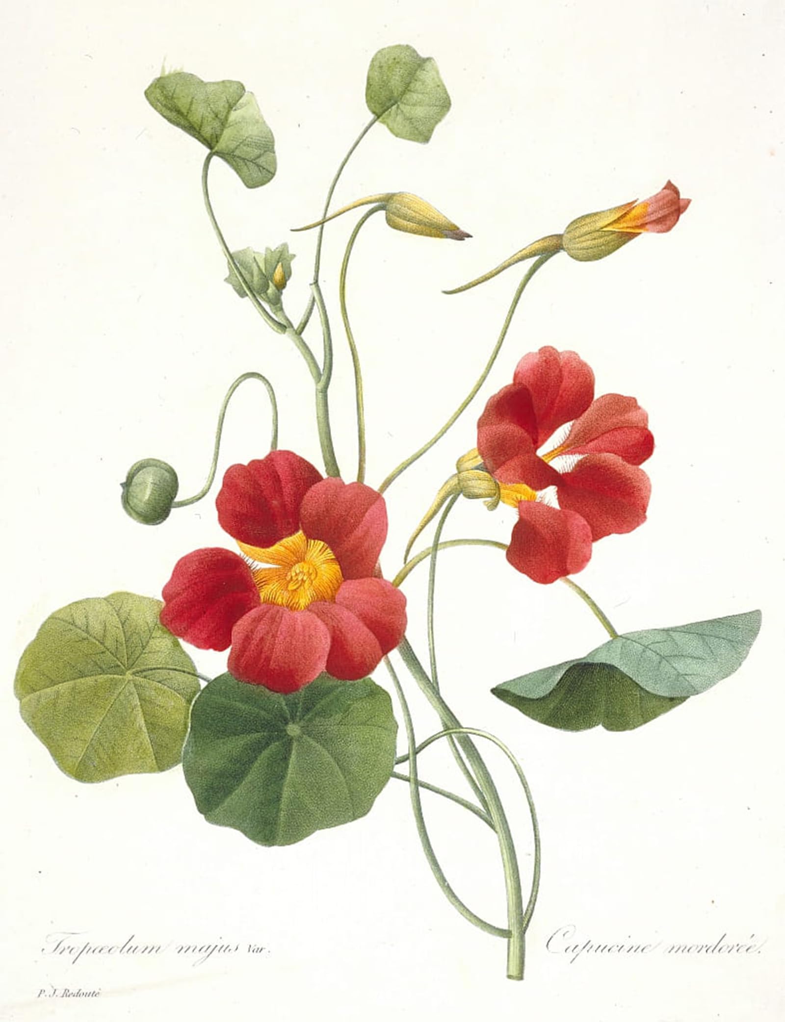 POSTERIIk Famous Print Pop Art Wall Art Graffiti Tropaeolum majus Garden Nasturtium by Pierre Redouté Art Prints for Home Decor 60x90cm