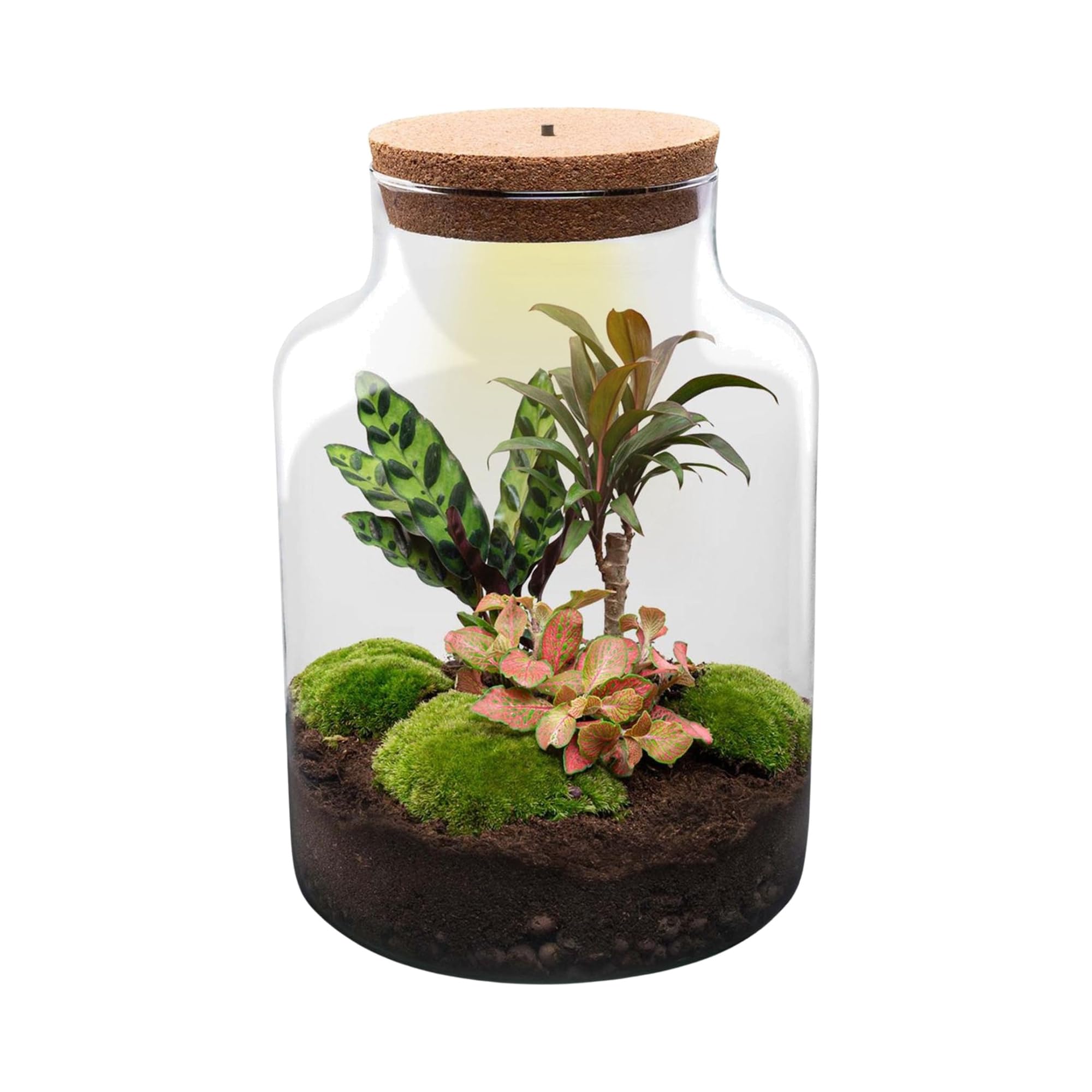 Pflanzen Terrarium aus Glas, Deko für Büro, Milky, Ø 21x30 cm Set mit LED