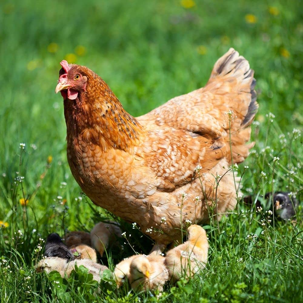 25 kg Premium Hühnerfutter Körnerfutter Plus Geflügelfutter für Hühner, Gänse, Enten - GVO frei Kükenfutter