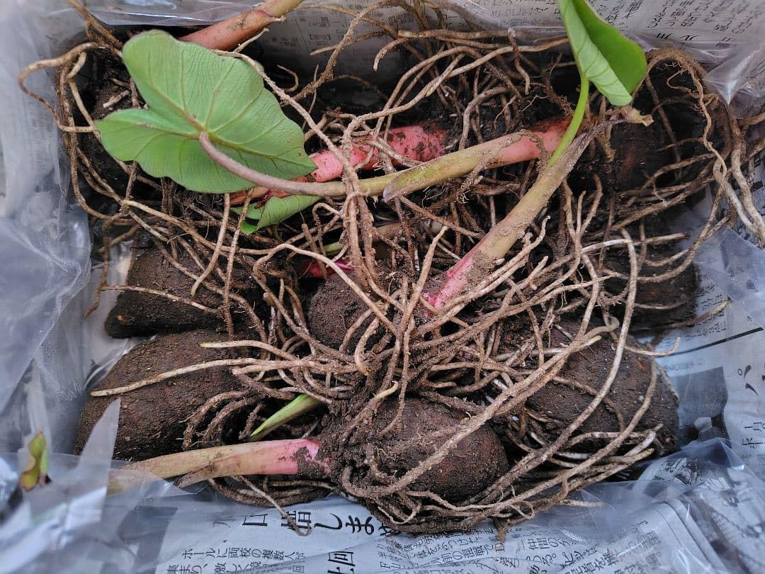 発芽した種芋 まとめ売り250粒 Amazon｜里芋 種芋 赤芽 11株｜観葉植物 オンライン通販