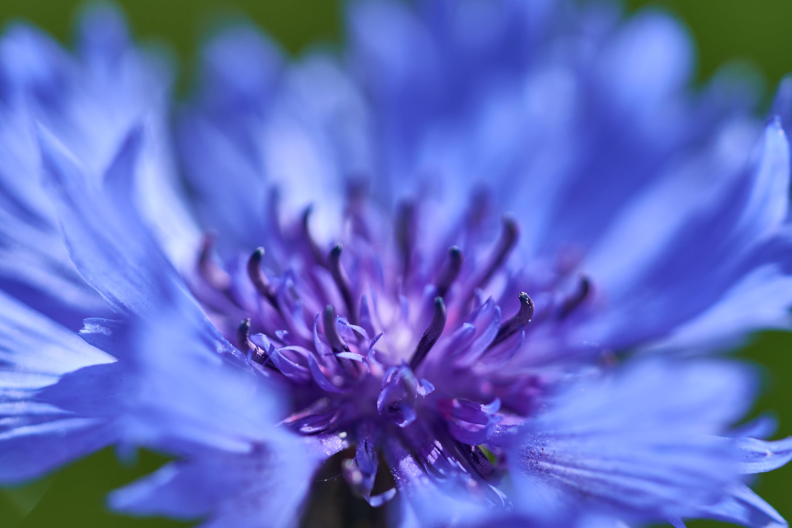 Kornblume (Centaurea cyanus) Samen ´Wildform´. Heilpflanze, essbar (20000 Samen = 78,0g)