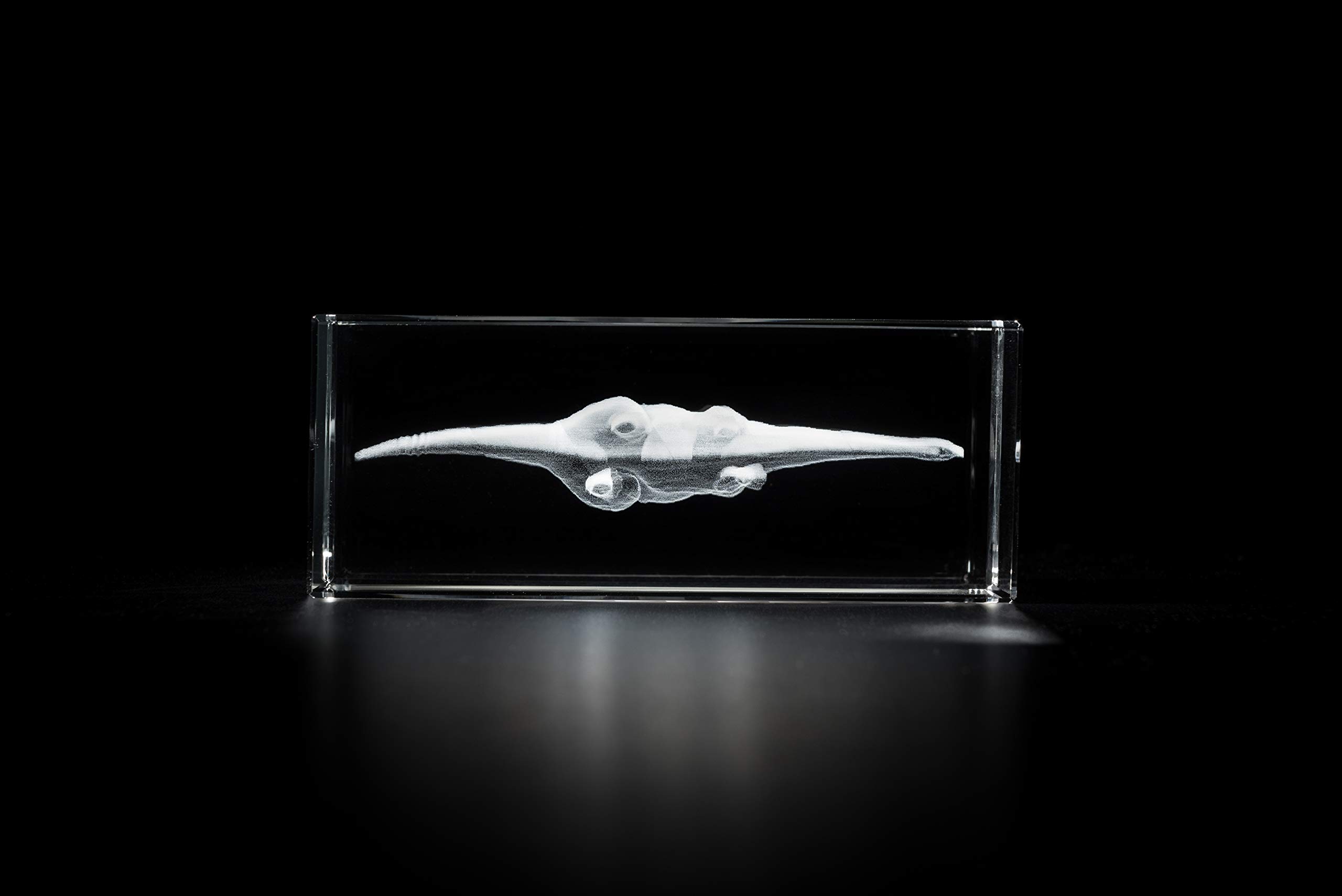 CGアート　首長竜 首長竜3Dモデル - TurboSquid 1554734