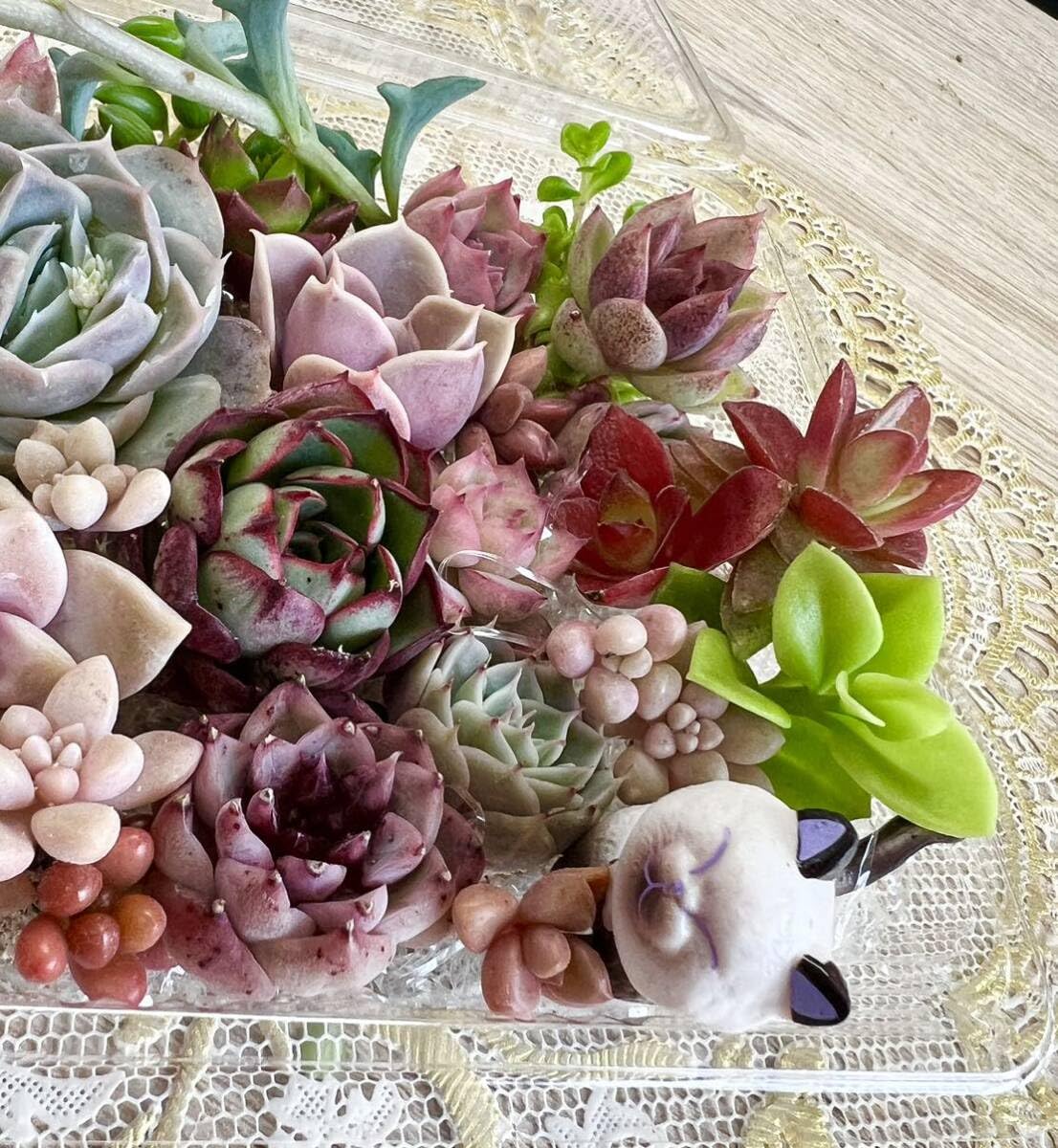 多肉植物寄せ植え♡♡モリモリ寄せ植え♡♡ Amazon.co.jp: カラフル＆モリモリ多肉植物寄せ植えセット⑤ : ホーム